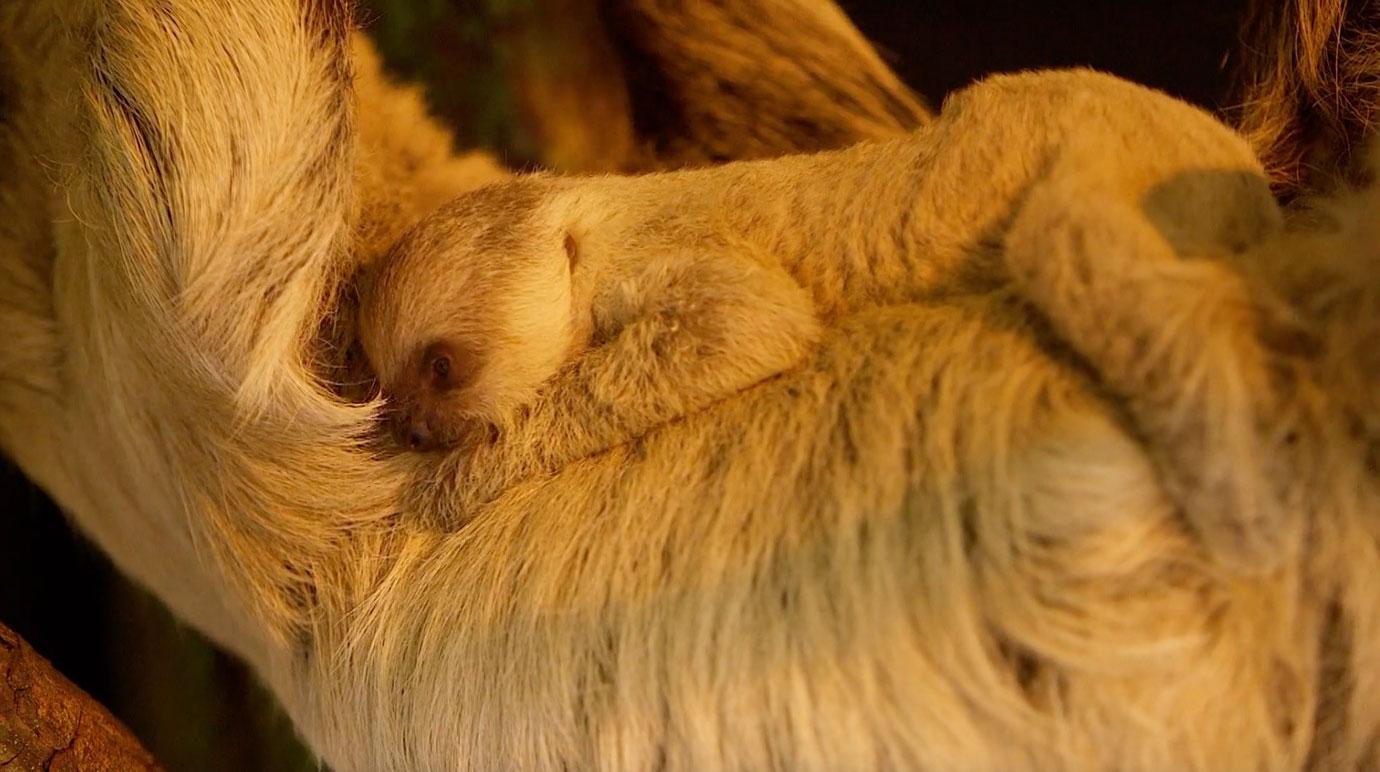 adorable moment two toed baby sloth is born surprising zookeepers with incredibly speedy birth