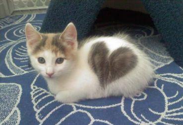 Heart Cat