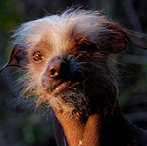 Worlds_ugliest_dog_competition_4_ _1.jpg