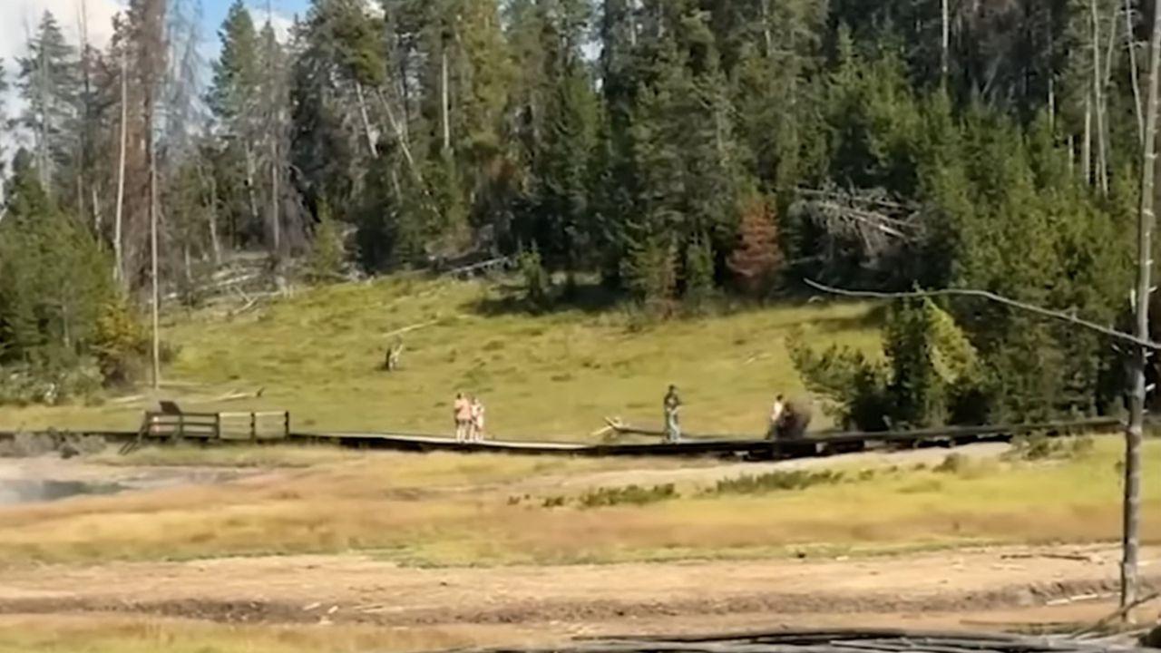 Image of Observers could be heard yelling in terror while the wild bison chased after the child.
