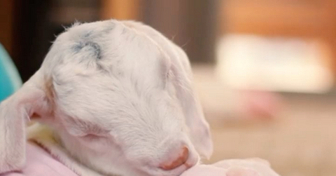 Goat pig cuddle viral video melts heart love 2