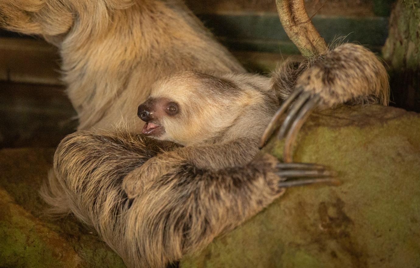 baby sloth shares adorable moment mom zoo