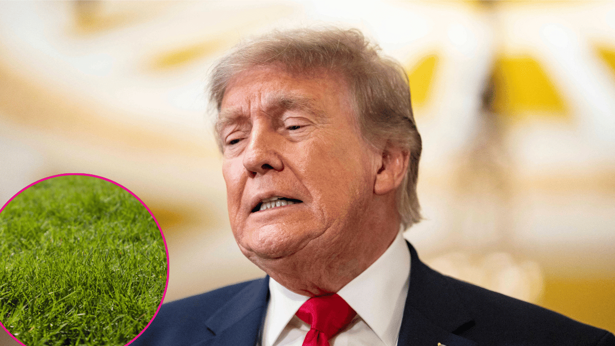 Photo of Donald Trump