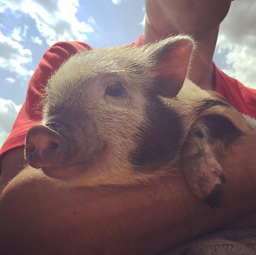 Chelsea houska pet pig