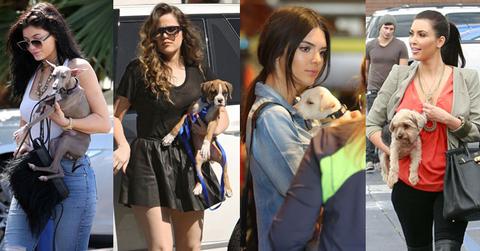 kardashian missing pets
