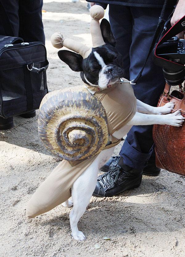 Dog Halloween Costumes snail