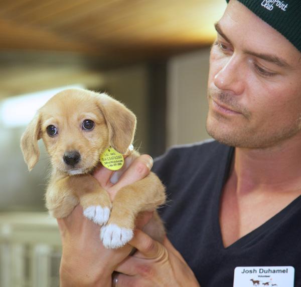 Josh Duhamel Pet Smart