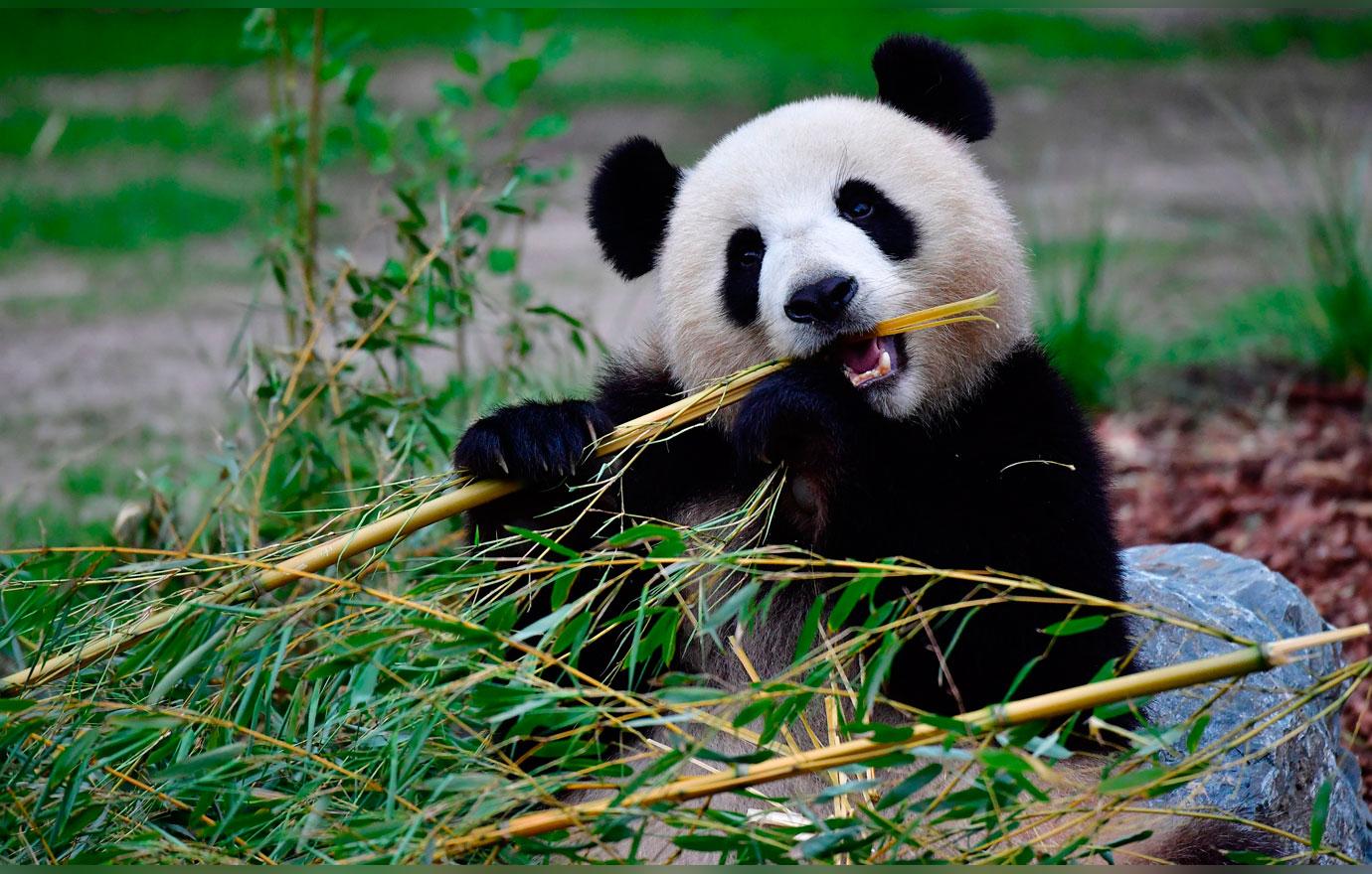 Berlin Zoo Plans Shocking Sex Treatment For Young Female Panda