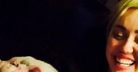 Miley cyrus pig nails