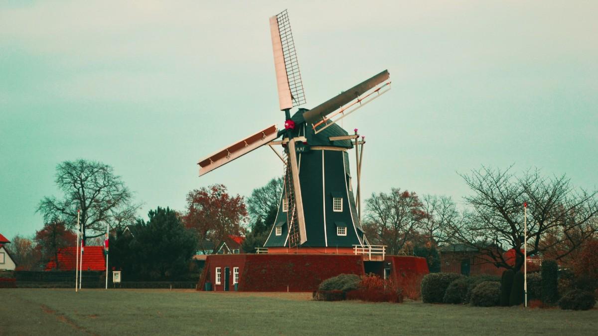 image of Donald Trump claimed windmills 'kill the birds.' 