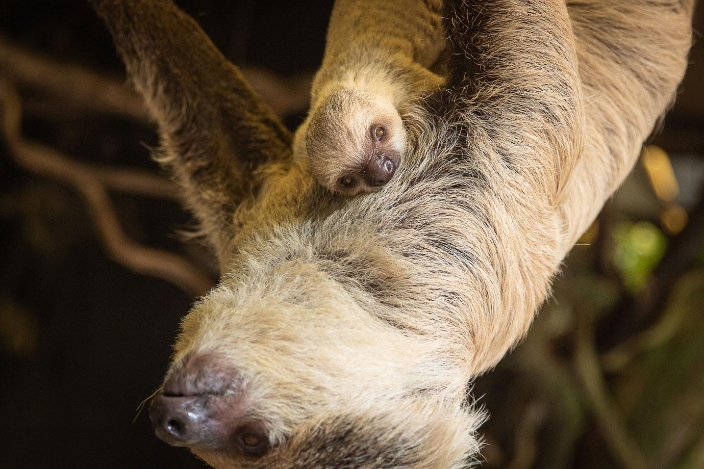 adorable moment two toed baby sloth is born surprising zookeepers with incredibly speedy birth