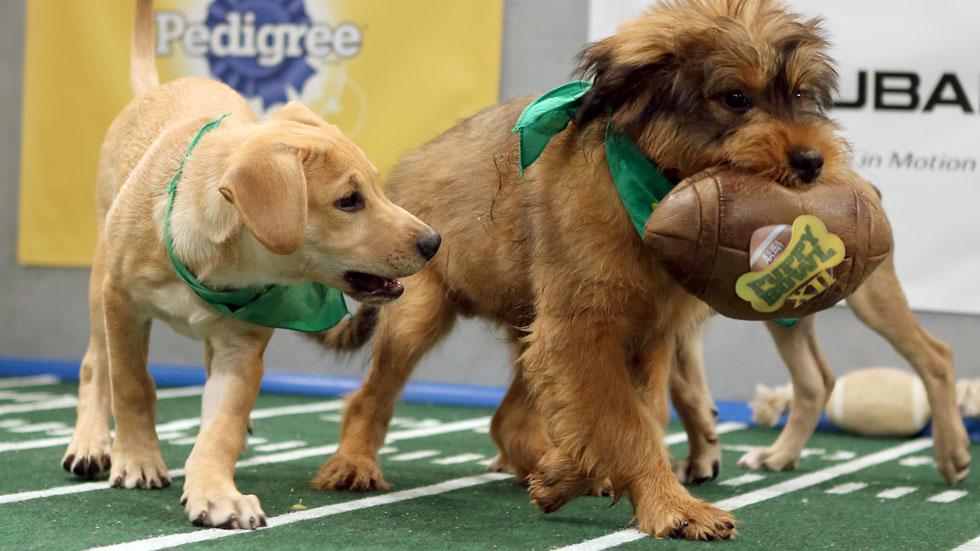 puppy bowl Xll starting line up