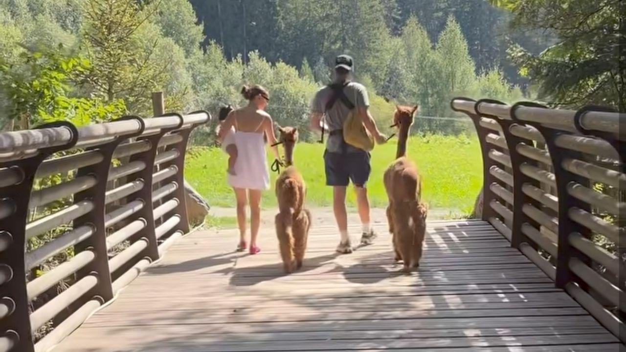 Image of Brown carrying their daughter as they walk across a bridge with husband Bongiovi and two llamas.