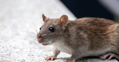 photo of a rat