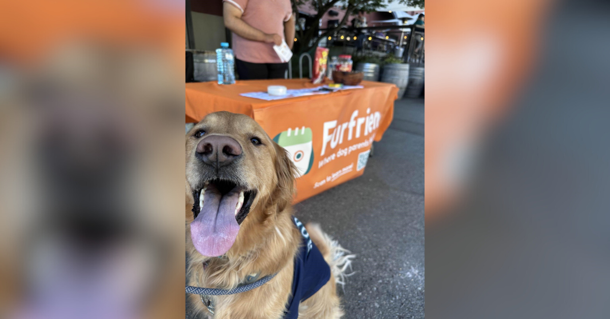 furfriends where dog lovers are unleashed