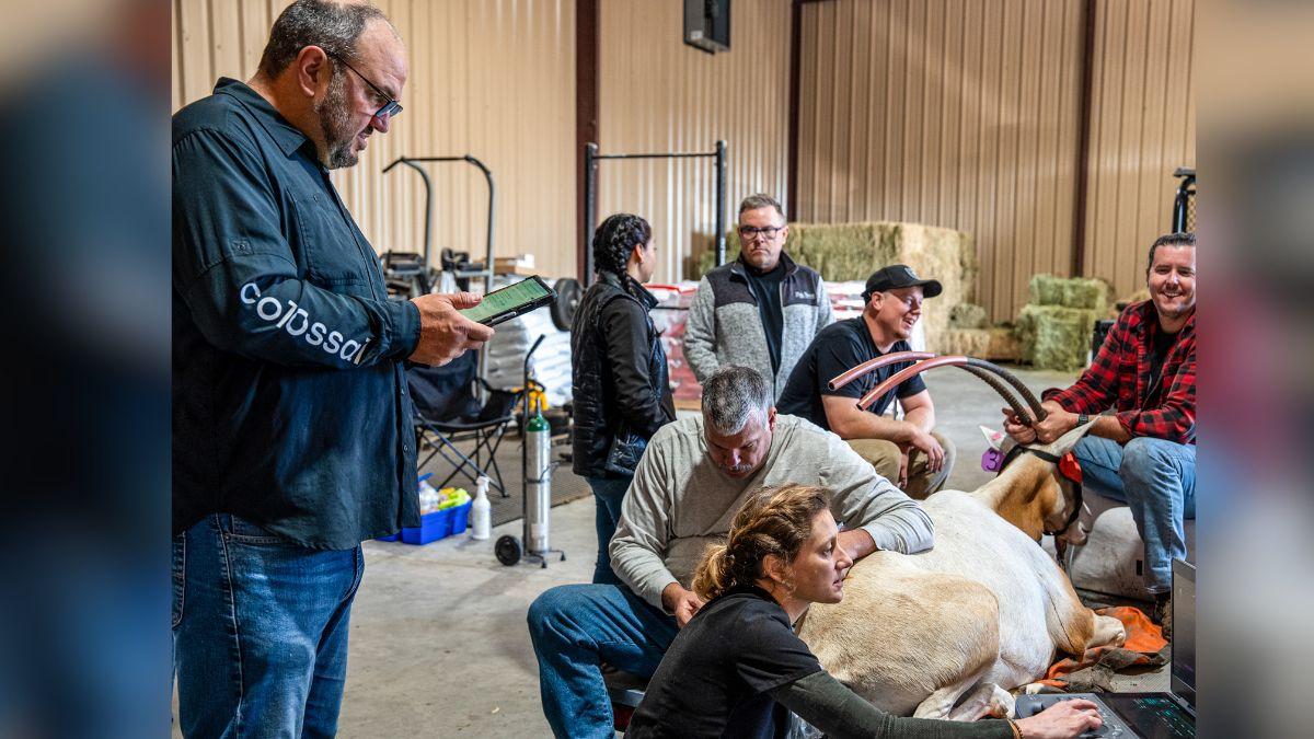 inside the a list push to revive the bluebuck a species lost for  years