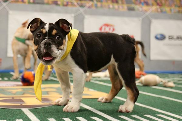 puppy bowl Xll starting line up