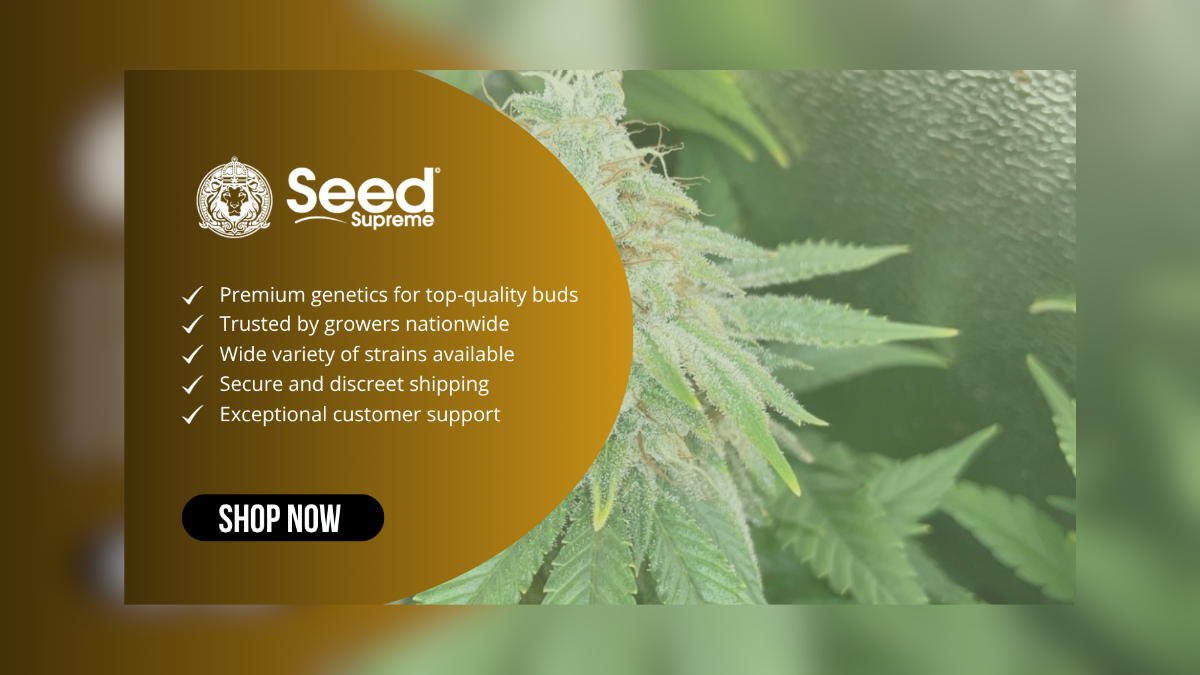 cannabis seed banks