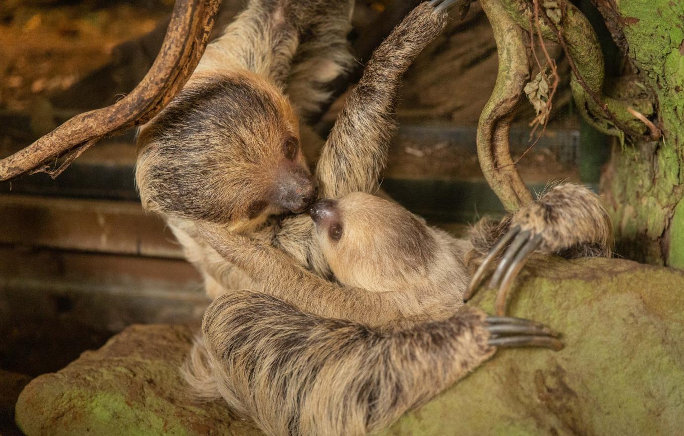 baby sloth shares adorable moment mom zoo