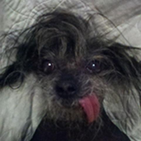 Worlds_ugliest_dog_competition_1_ _2.jpg