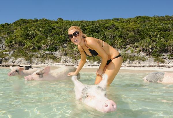 gretchen-pig-bahamas