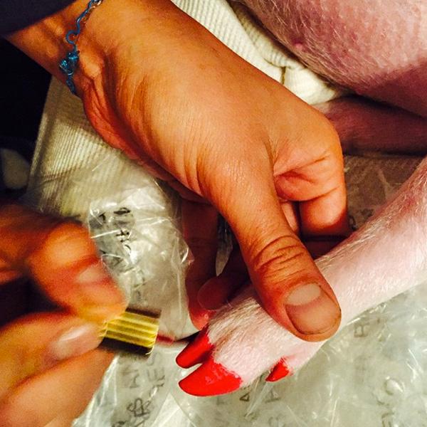 Miley cyrus paints pig nails