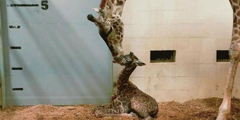 Baby giraffe south carolina zoo ok pp