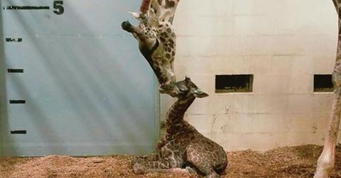 Baby giraffe south carolina zoo ok pp