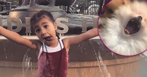 North west new puppy terorrizing family hero