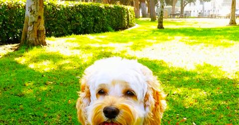 Minka Kelly – Chewy:Chewbacca