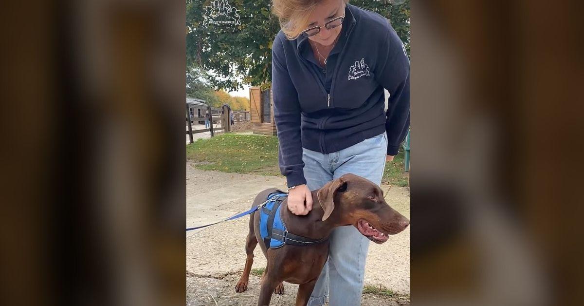 image of Brigitte Bardot was a lifelong animal rights advocate.