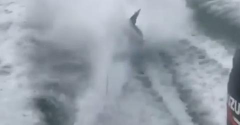 People losing it over video of shark being dragged by speeding boat hero
