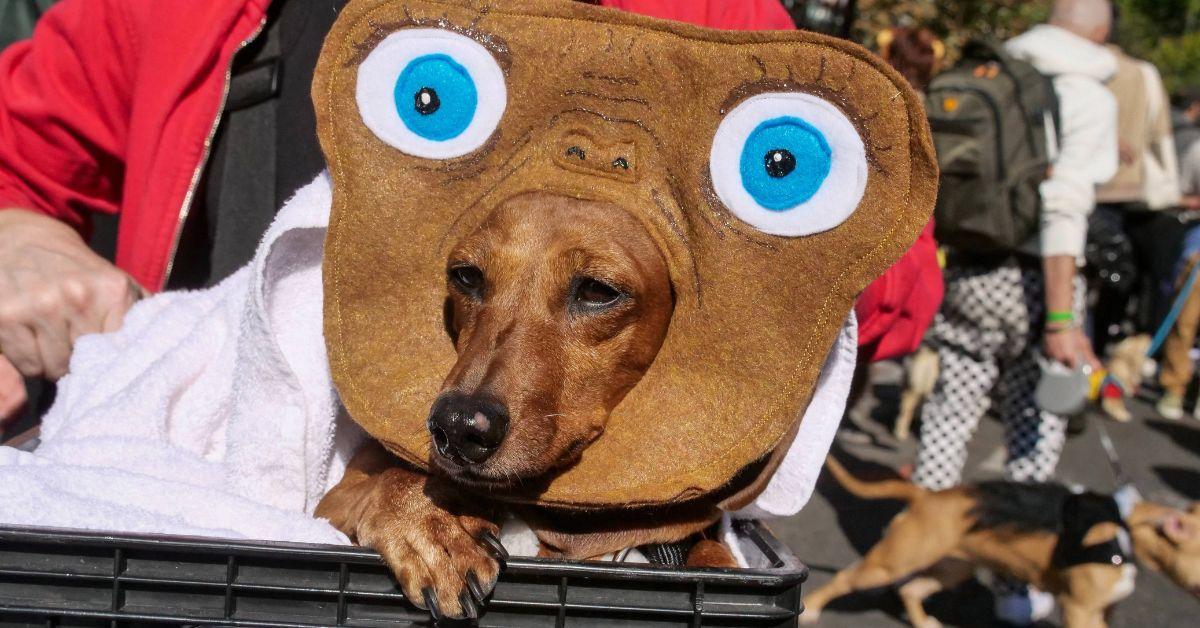Photo of A Dog