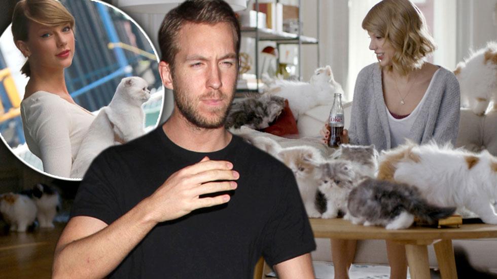 Calvin harris allergic taylor swift cats