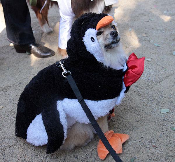 Dog Halloween Costumes penguine