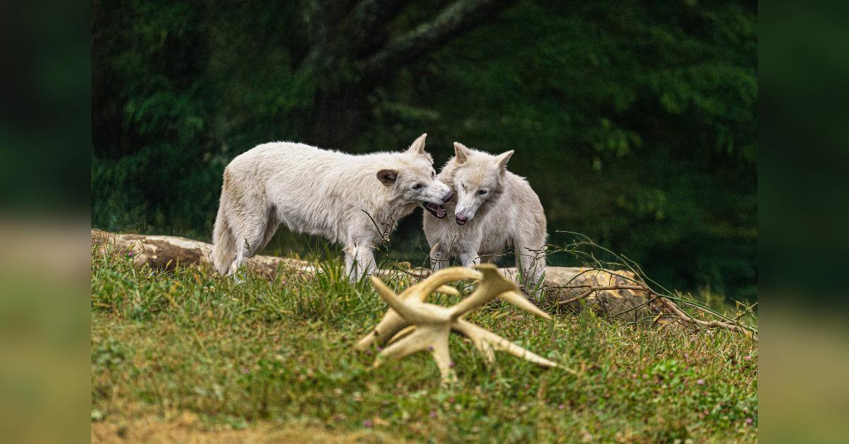howling back from the stone age romulus and remus the dire wolves turn one