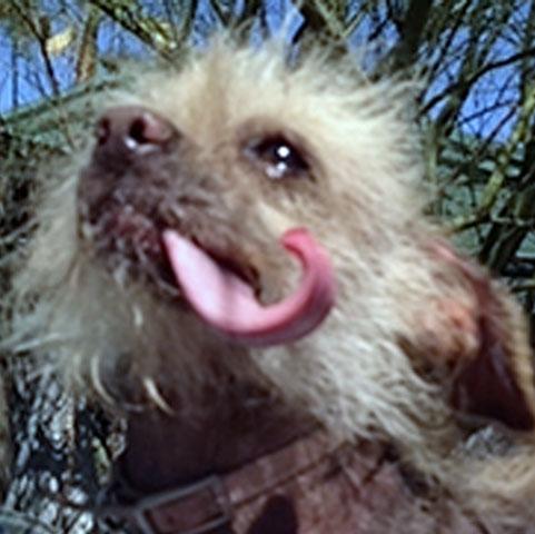 Worlds_ugliest_dog_competition_3_ _1.jpg