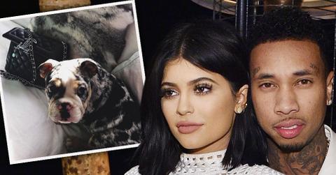 Tyga puppy bulldog kylie jenner