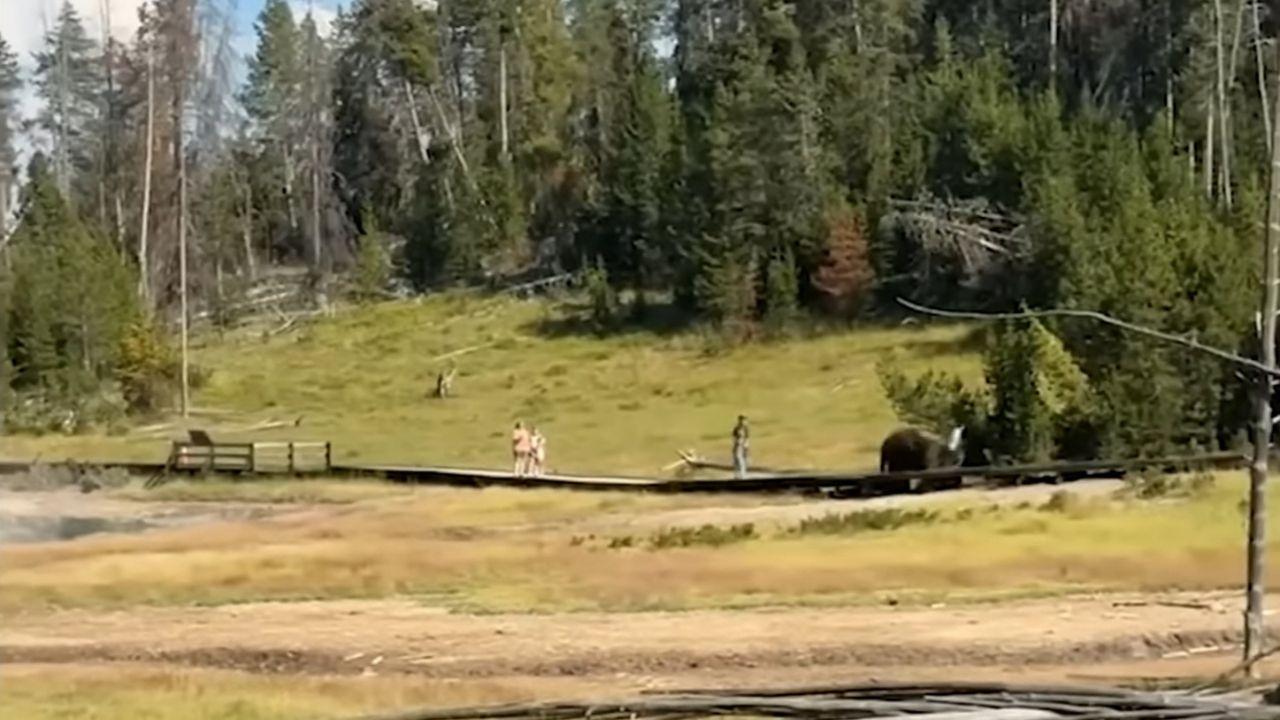 Photo of bison chasing after a child