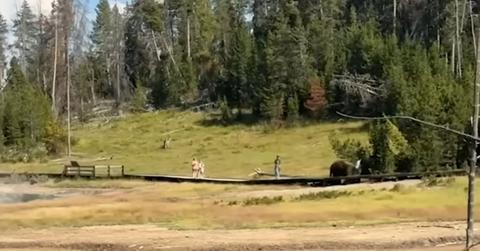 Photo of bison chasing after a child