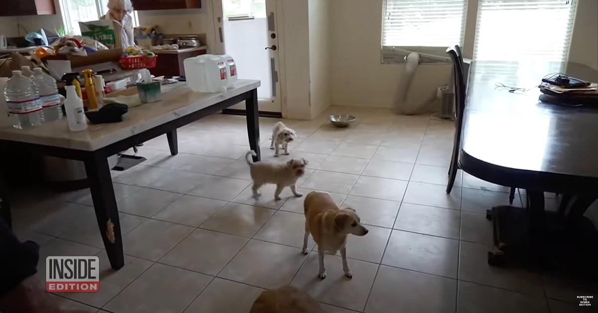 image of The businessman claimed that he is living in downstairs with his family and Denise Richards' '15 dogs.'
