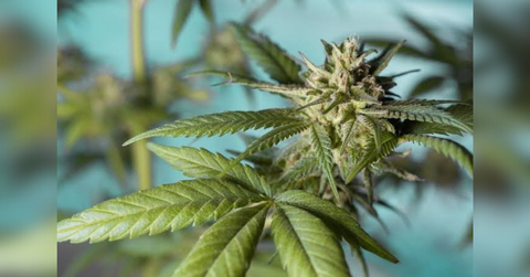 uncover the potent side of thca an in depth overview of the wonder of nature