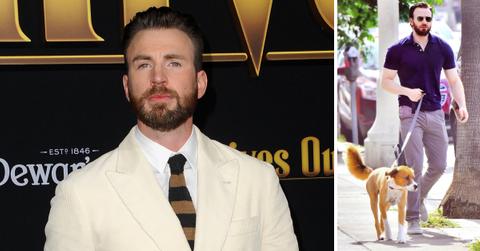 chris evans dog pics gallery postpic