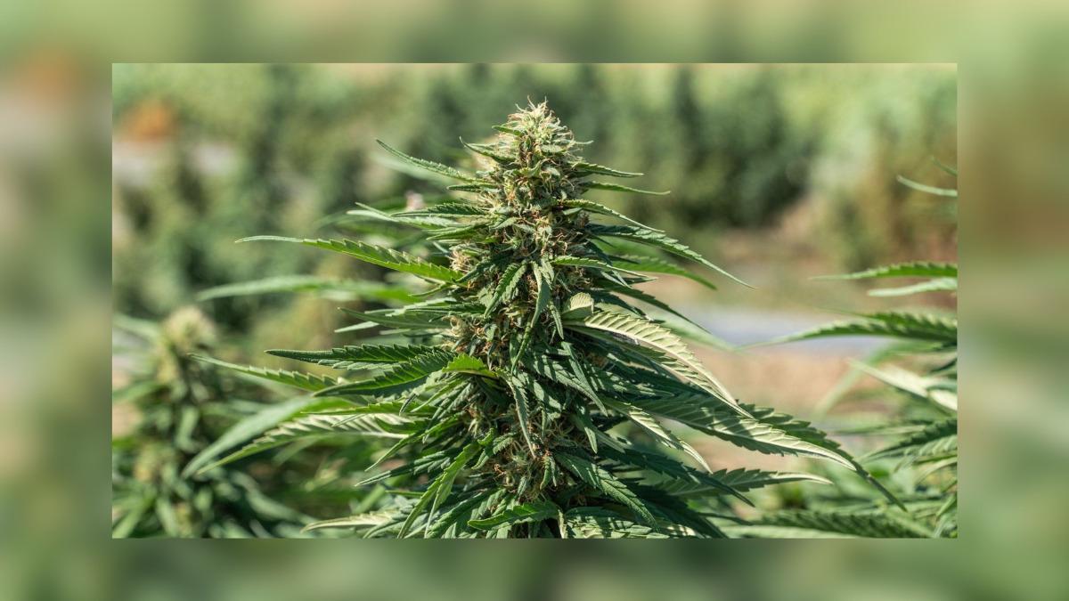 okmagazine.com - OK! Staff - Best Autoflower Seeds of 2026: A Growers Guide to Picking Autoflowering Cannabis Seeds