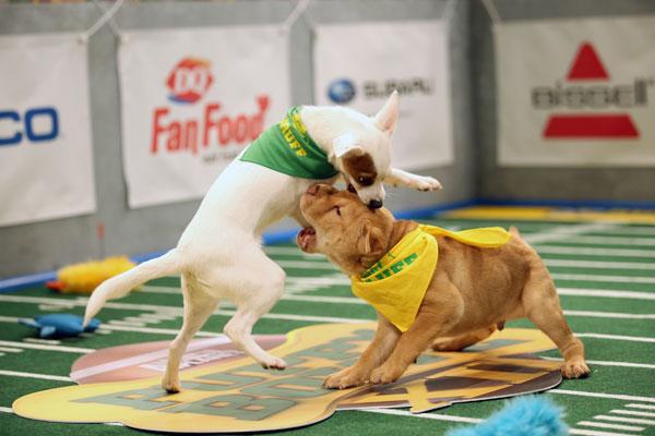 puppy bowl Xll starting line up