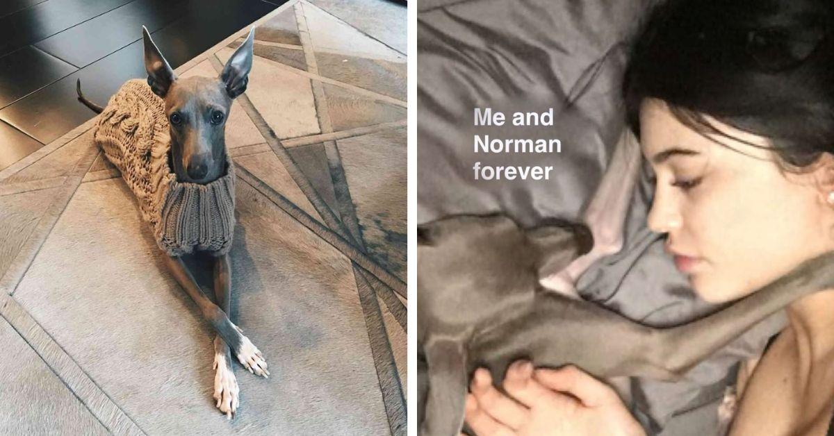 image of Kylie Jenner mourned her dog via social media.
