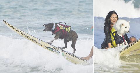 pups ride waves surf dog festival miami beach natal photos