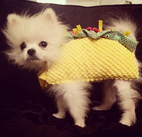 Paris hilton taco dog