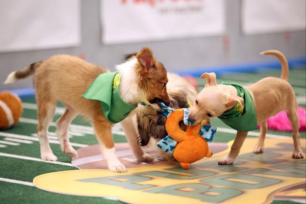 puppy bowl Xll starting line up