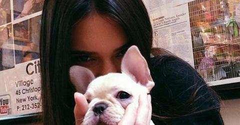 Hailey Baldwin, Kendall Jenner and Jaden Smith shop for $2,500 puppies.